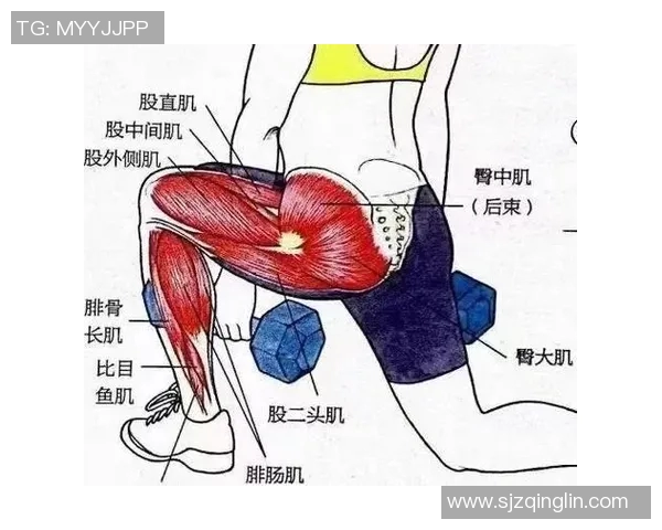 全面提升肌肉力量与耐力的哑铃锻炼方案助你塑造完美身材